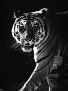 Pawan Singh Song Capcut Template