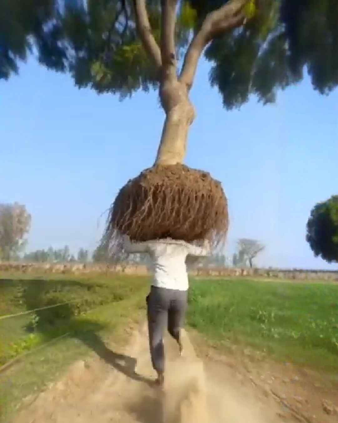 Viral Cinematic Tree Uprooting Video Prompt